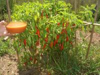 Sos chili na zimno - bez gotowania (raw food)