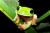 Agalychnis